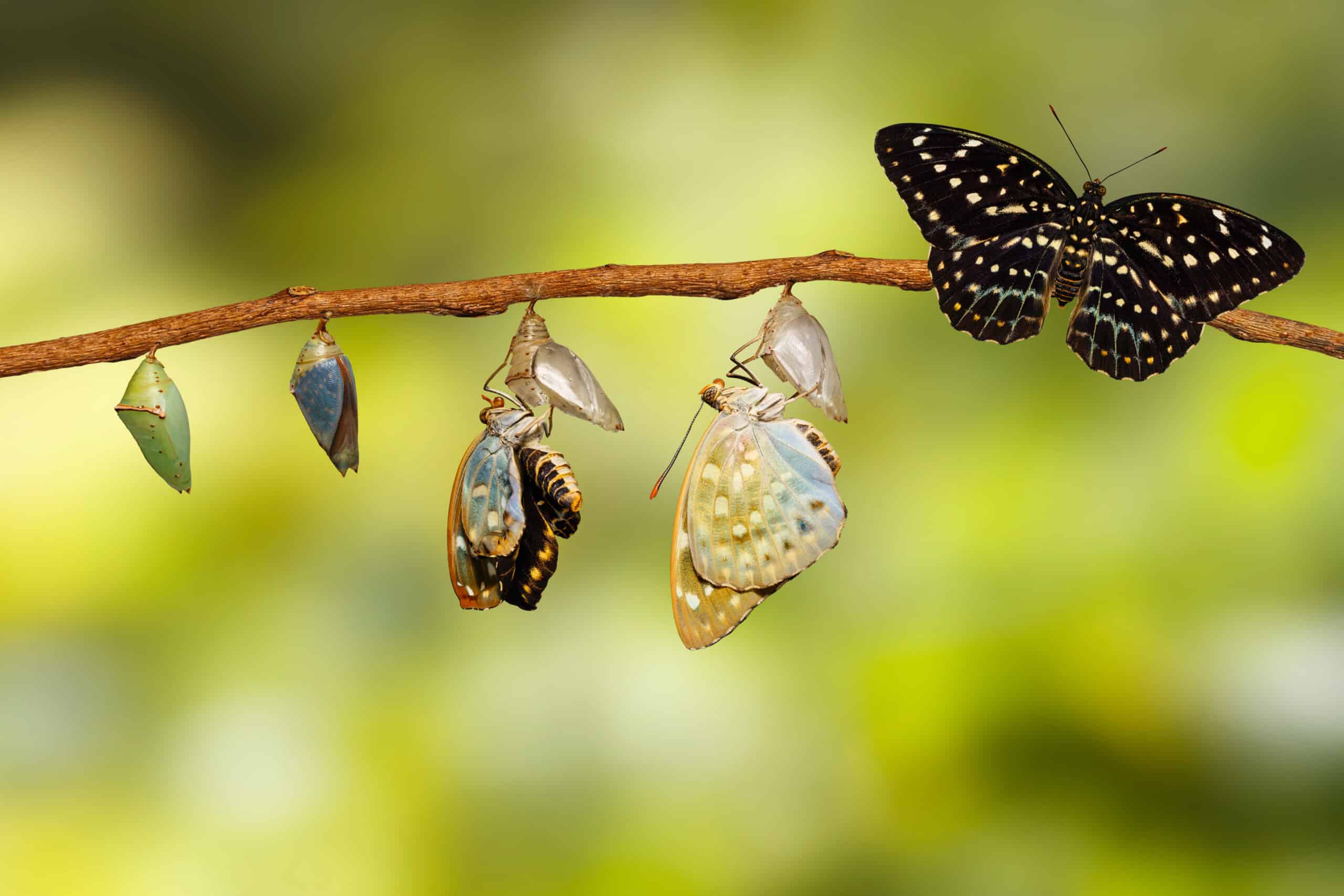 Butterflies can grow, you can get better at meditation