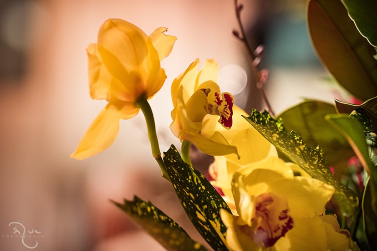 An image of a beautiful flower, symbolizing the flowering pinnacle of Buddhist philosophy